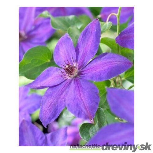 Klematis-plamienok veľkokvetý Xerxes 40/60 cm, v črepníku 2l Clematis Xerxes
