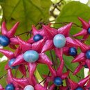 Klerodendrón