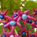 Klerodendrón