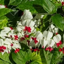 Klerodendrón