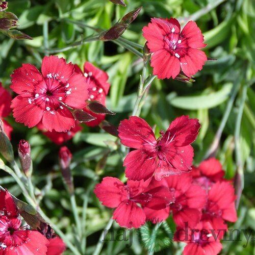 Klinček Flashing Light 10/15 cm, v črepníku P9 Dianthus Flashing Light