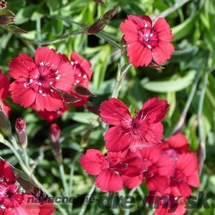 Klinček Flashing Light 10/15 cm, v črepníku P9 Dianthus Flashing Light