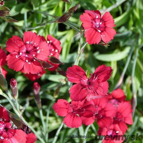 Klinček Flashing Light 10/15 cm, v črepníku P9 Dianthus Flashing Light