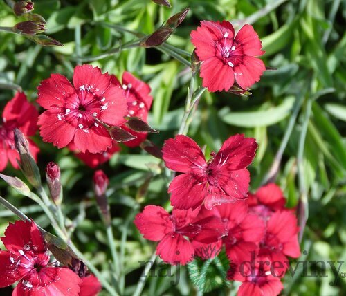 Klinček Flashing Light 10/15 cm, v črepníku P9 Dianthus Flashing Light