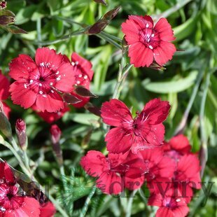 Klinček Flashing Light 10/15 cm, v črepníku P9 Dianthus Flashing Light
