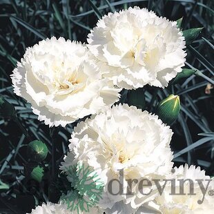 Klinček Haytor White 10/15 cm, v črepníku P9 Dianthus plumarius ‘Haytor White ‘