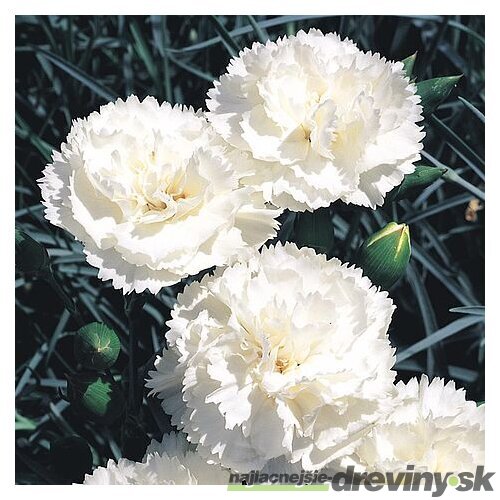 Klinček Haytor White 10/15 cm, v črepníku P9 Dianthus plumarius ‘Haytor White ‘