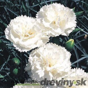 Klinček Haytor White 10/15 cm, v črepníku P9 Dianthus plumarius ‘Haytor White ‘