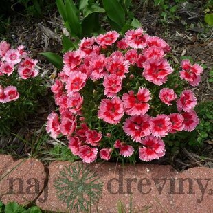 Klinček jahodový koláčik, v črepníku Dianthus barb. Super Parfait Strawberry