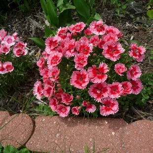 Klinček jahodový koláčik, v črepníku Dianthus barb. Super Parfait Strawberry