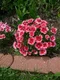 Klinček jahodový koláčik, v črepníku Dianthus barb. Super Parfait Strawberry