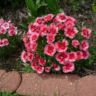 Klinček jahodový koláčik, v črepníku Dianthus barb. Super Parfait Strawberry