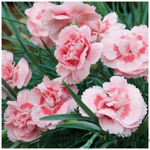Klinček Pink Jewel, v črepníku P9 Dianthus Pink Jewel