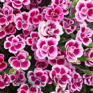 Klinček “Pink Kisses”, v črepníku Dianthus car. Pink Kisses