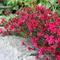 Klinček slzičkový Briliant, výška 10/15 cm, v črepníku P9 Dianthus ‘Brilliant‘
