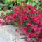 Klinček slzičkový Briliant, výška 10/15 cm, v črepníku P9 Dianthus ‘Brilliant‘