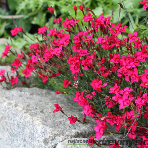 Klinček slzičkový Briliant, výška 10/15 cm, v črepníku P9 Dianthus ‘Brilliant‘