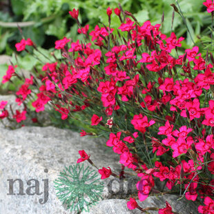 Klinček slzičkový Briliant, výška 10/15 cm, v črepníku P9 Dianthus ‘Brilliant‘