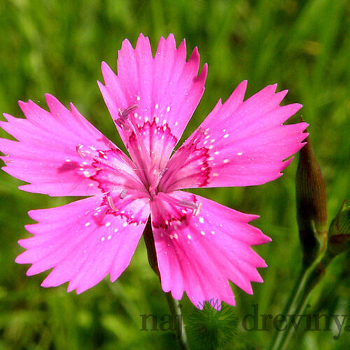 Klinček slzičkový, v črepníku P9 Dianthus deltoides