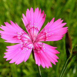 Klinček slzičkový, v črepníku P9 Dianthus deltoides