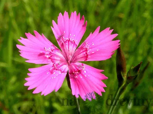 Klinček slzičkový, v črepníku P9 Dianthus deltoides