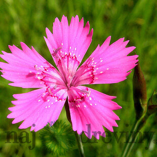 Klinček slzičkový, v črepníku P9 Dianthus deltoides