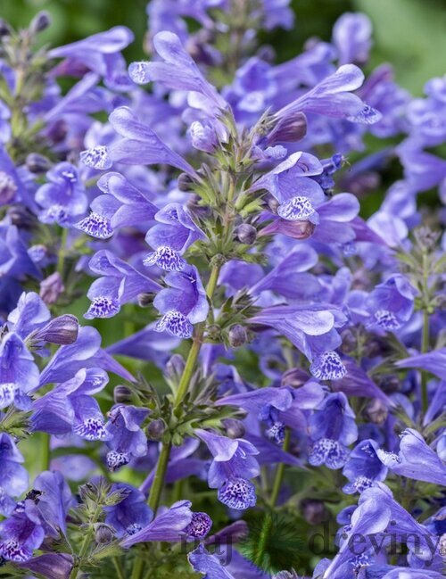 Kocúrnik BLUE PLANET, výška 20/40cm, v črepníku Nepeta BLUE PLANET