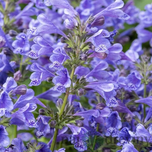 Kocúrnik BLUE PLANET, výška 20/40cm, v črepníku Nepeta BLUE PLANET