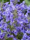 Kocúrnik BLUE PLANET, výška 20/40cm, v črepníku Nepeta BLUE PLANET