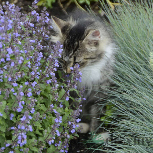 Kocúrnik Kit CAT (špecialitka), v črepníku Nepeta Faasenii Kit CAT