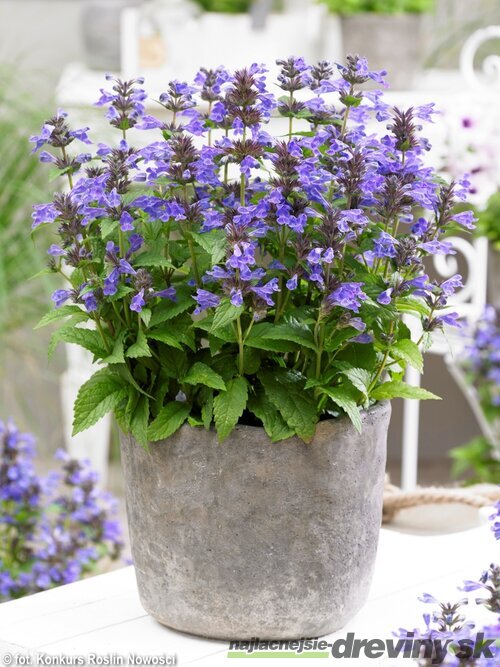 Kocúrnik Nepeta NEPTUNE ‘Bokratune‘ PBR 10/15 cm v črepníku Nepeta NEPTUNE ‘Bokratune‘ PBR