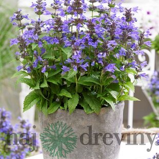 Kocúrnik Nepeta NEPTUNE ‘Bokratune‘ PBR 10/15 cm v črepníku Nepeta NEPTUNE ‘Bokratune‘ PBR