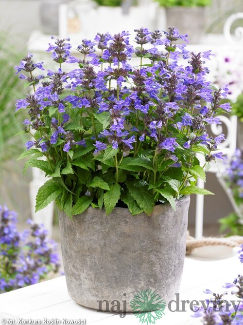 Kocúrnik Nepeta NEPTUNE ‘Bokratune‘ PBR 10/15 cm v črepníku Nepeta NEPTUNE ‘Bokratune‘ PBR