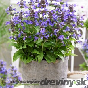 Kocúrnik Nepeta NEPTUNE ‘Bokratune‘ PBR 10/15 cm v črepníku Nepeta NEPTUNE ‘Bokratune‘ PBR