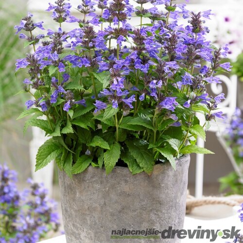 Kocúrnik Nepeta NEPTUNE ‘Bokratune‘ PBR 10/15 cm v črepníku Nepeta NEPTUNE ‘Bokratune‘ PBR
