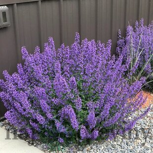 Kocúrnik ‘Walker‘s Low‘ 20/30 cm v črepníku 2l Nepeta ‘Walker‘s Low‘