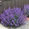 Kocúrnik ‘Walker‘s Low‘ 20/30 cm v črepníku 2l Nepeta ‘Walker‘s Low‘