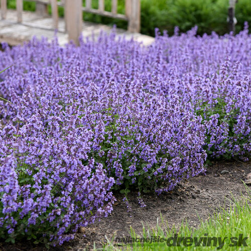 Kocúrnik záhradný ﻿GROG (špecialitka) 10/20 cm, v črepníku Nepeta Grog