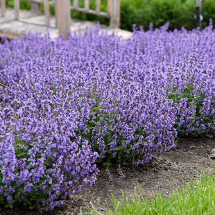 Kocúrnik záhradný ﻿GROG (špecialitka) 10/20 cm, v črepníku Nepeta Grog