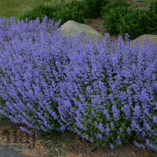 Kocúrnik záhradný Purssian Blue (špecialitka), v črepníku Nepeta x faassenii Purssian Blue