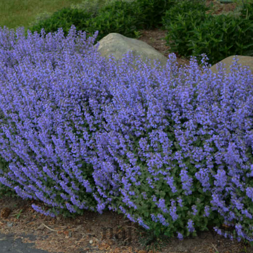Kocúrnik záhradný Purssian Blue (špecialitka), v črepníku Nepeta x faassenii Purssian Blue