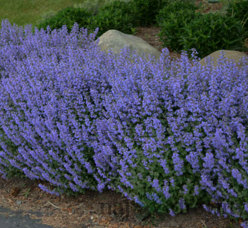 Kocúrnik záhradný Purssian Blue (špecialitka), v črepníku Nepeta x faassenii Purssian Blue