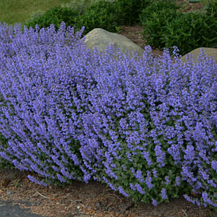 Kocúrnik záhradný Purssian Blue (špecialitka), v črepníku Nepeta x faassenii Purssian Blue