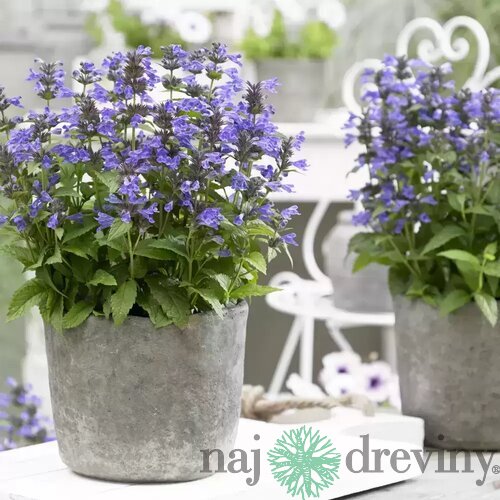 Kocúrnik záhradný ﻿SENIOR (špecialitka) 10/20 cm, v črepníku Nepeta Senior