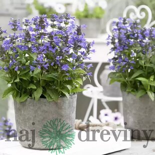 Kocúrnik záhradný ﻿SENIOR (špecialitka) 10/20 cm, v črepníku Nepeta Senior