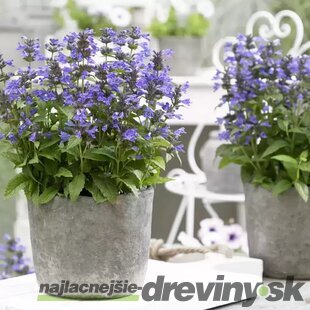 Kocúrnik záhradný ﻿SENIOR (špecialitka) 10/20 cm, v črepníku Nepeta Senior