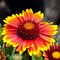 Kokarda Arizona Sun, výška 20/40 cm, v črepníku 2l Gaillardia grandiflora x ‘Arizona Sun‘