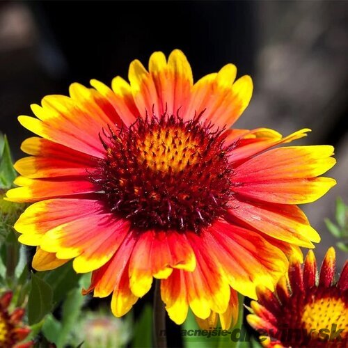 Kokarda Arizona Sun, výška 20/40 cm, v črepníku 2l Gaillardia grandiflora x ‘Arizona Sun‘