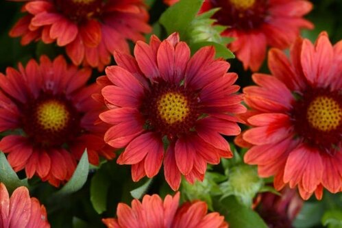 Kokarda MESA RED, výška 20/40 cm, v črepníku 2l Gaillardia grandiflora x MESA RED