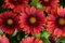 Kokarda MESA RED, výška 20/40 cm, v črepníku 2l Gaillardia grandiflora x MESA RED